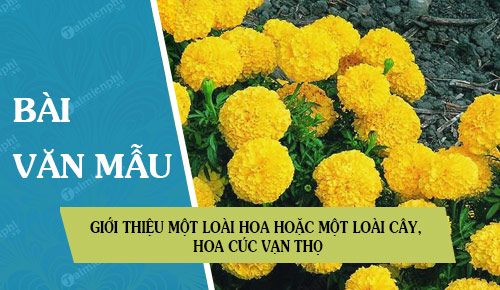 gioi thieu mot loai hoa hoac mot loai cay hoa cuc van tho