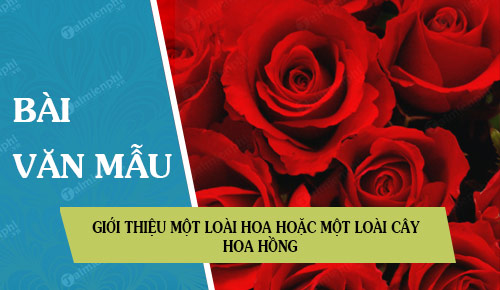 gioi thieu mot loai hoa hoac mot loai cay hoa hong