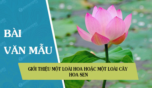 gioi thieu mot loai hoa hoac mot loai cay hoa sen