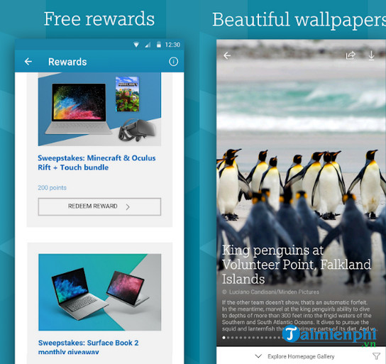 microsoft bing search