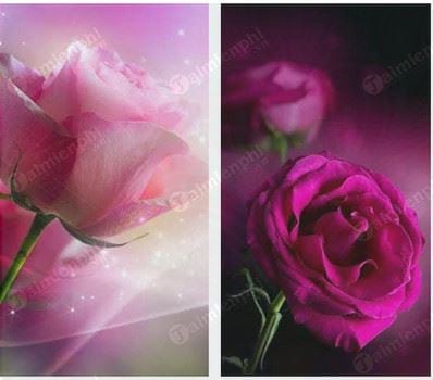 pink roses live wallpaper