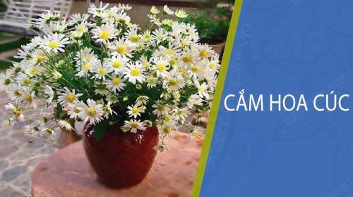 cam hoa cuc