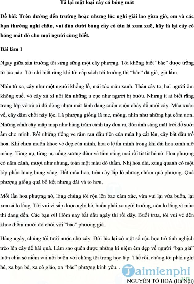 Văn mẫu Tả một cây có bóng mát