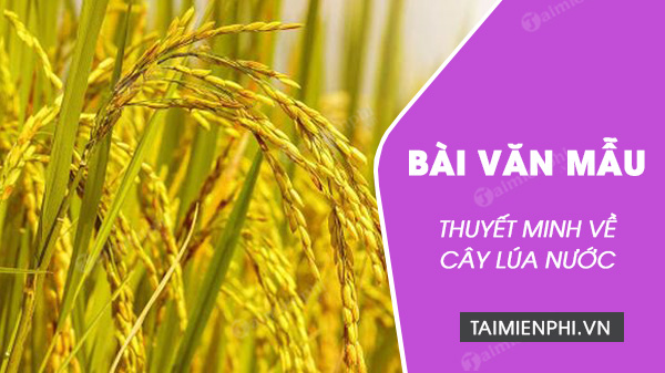 vau mau thuyet minh ve cay lua nuoc