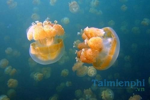 Ocean Life Wallpapers Collection